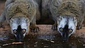 Brown lemur drinking