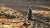 Ring-tailed lemur sunbathing