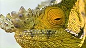 Yellow giant Parson's chameleon