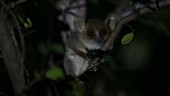 Gray mouse lemur