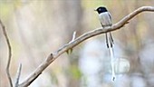 Madagascar paradise flycatcher