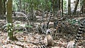 Ring-tailed lemur troop