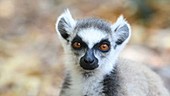 Ring-tailed lemur expression