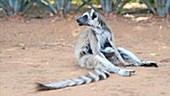 Ring-tailed lemur vocalisation