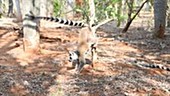 Ring-tailed lemur scent-marking