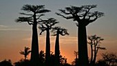 Alley of the Baobabs timelapse