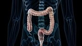 Human large intestine