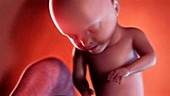 31 week old fetus