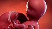 14 week old fetus