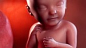 33 week old fetus