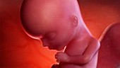 15 week old fetus
