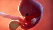 7 week old fetus