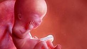 12 week old fetus