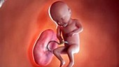 30 week old fetus