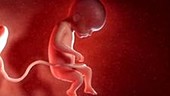 24 week old fetus