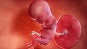 15 week old fetus
