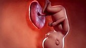 36 week old fetus