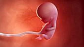 10 week old fetus