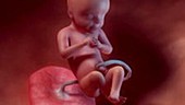 19 week old fetus