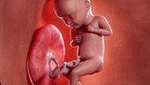 23 week old fetus