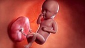 28 week old fetus