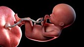 20 week old fetus