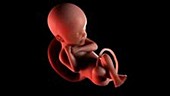 24 week old fetus