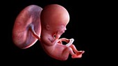 13 week old fetus