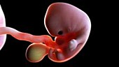 7 week old fetus