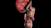 40 week old fetus