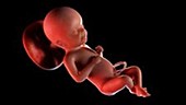 23 week old fetus