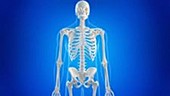 Human shoulder bones