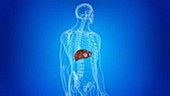 Tumours in the liver