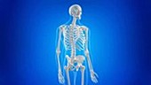 Human skeleton and spine