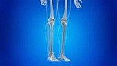 Human skeleton tilting up