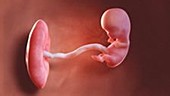 9 week old fetus