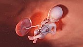 25 week old fetus
