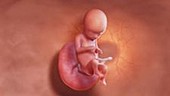 16 week old fetus