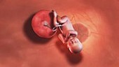 40 week old fetus