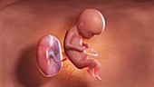 17 week old fetus