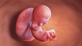 12 week old fetus