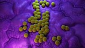 Mrsa bacteria