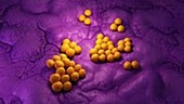 Staphylococcus bacteria