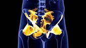 Human hip ligaments