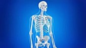 Human skeleton and painful hip