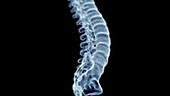 Human spine and vertebrae