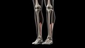 Human Achilles tendons