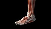 Human foot muscles
