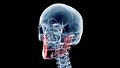 Human jaw bones
