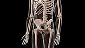 Human pelvis muscles